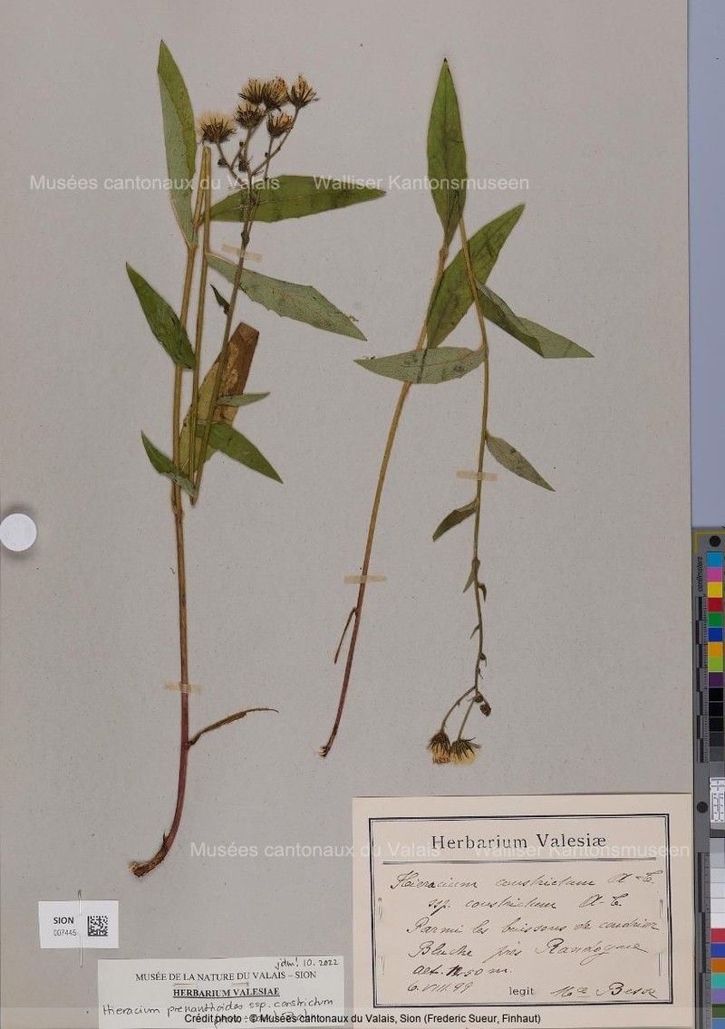 Hieracium prenanthoides subsp. constrictum photo 2