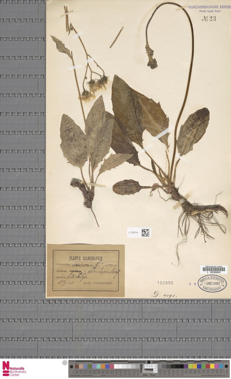 Hieracium prenanthoides subsp. constrictum photo 3