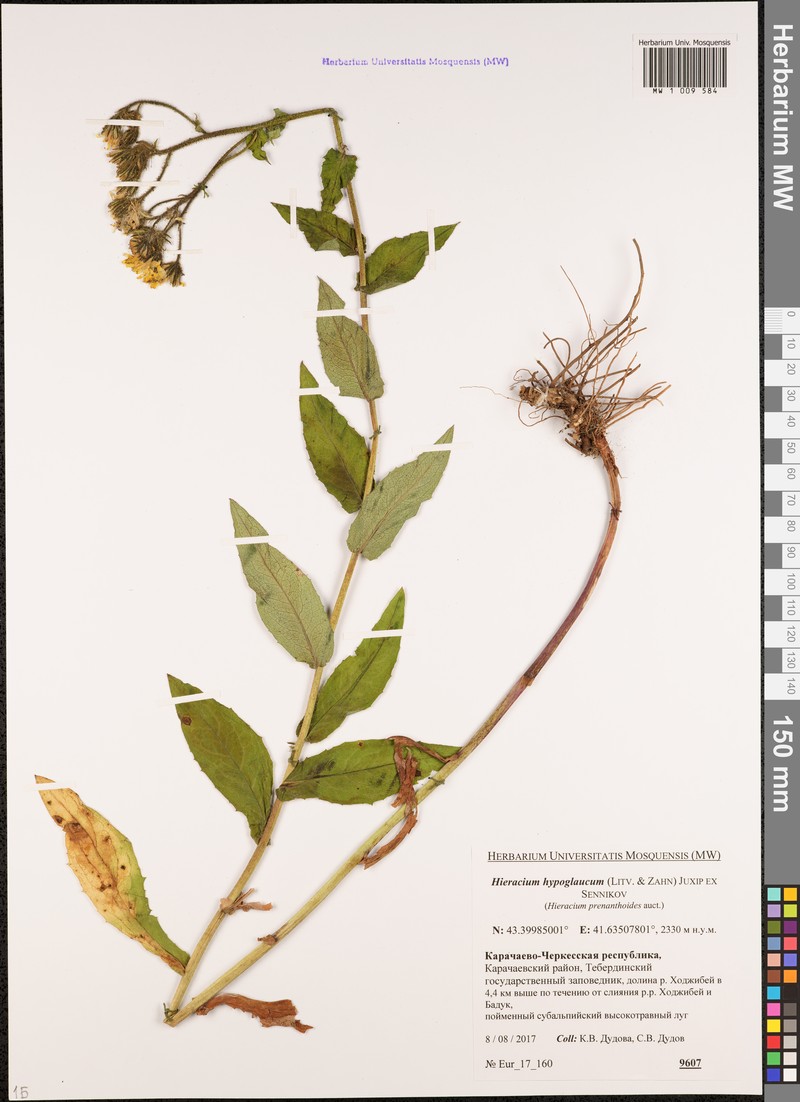 Hieracium prenanthoides subsp. hypoglaucum