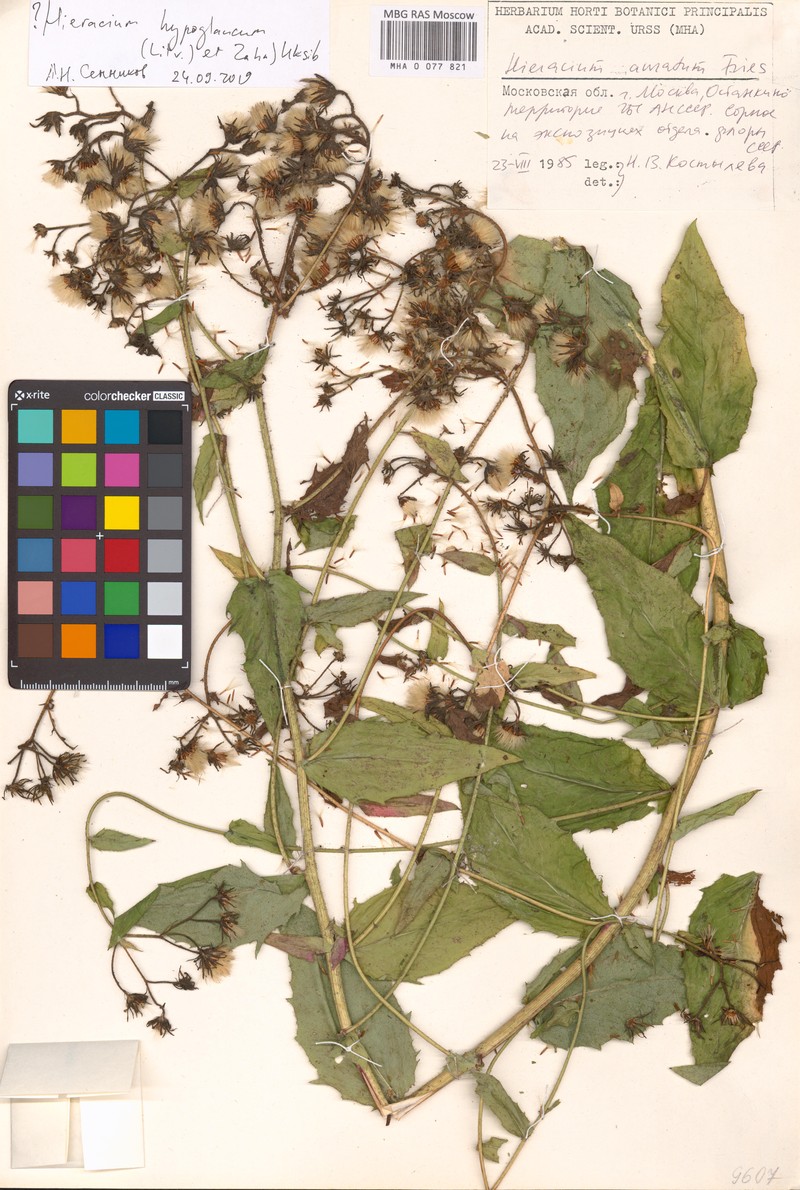Hieracium prenanthoides subsp. hypoglaucum photo 2