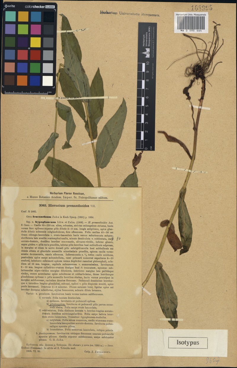 Hieracium prenanthoides subsp. hypoglaucum photo 3