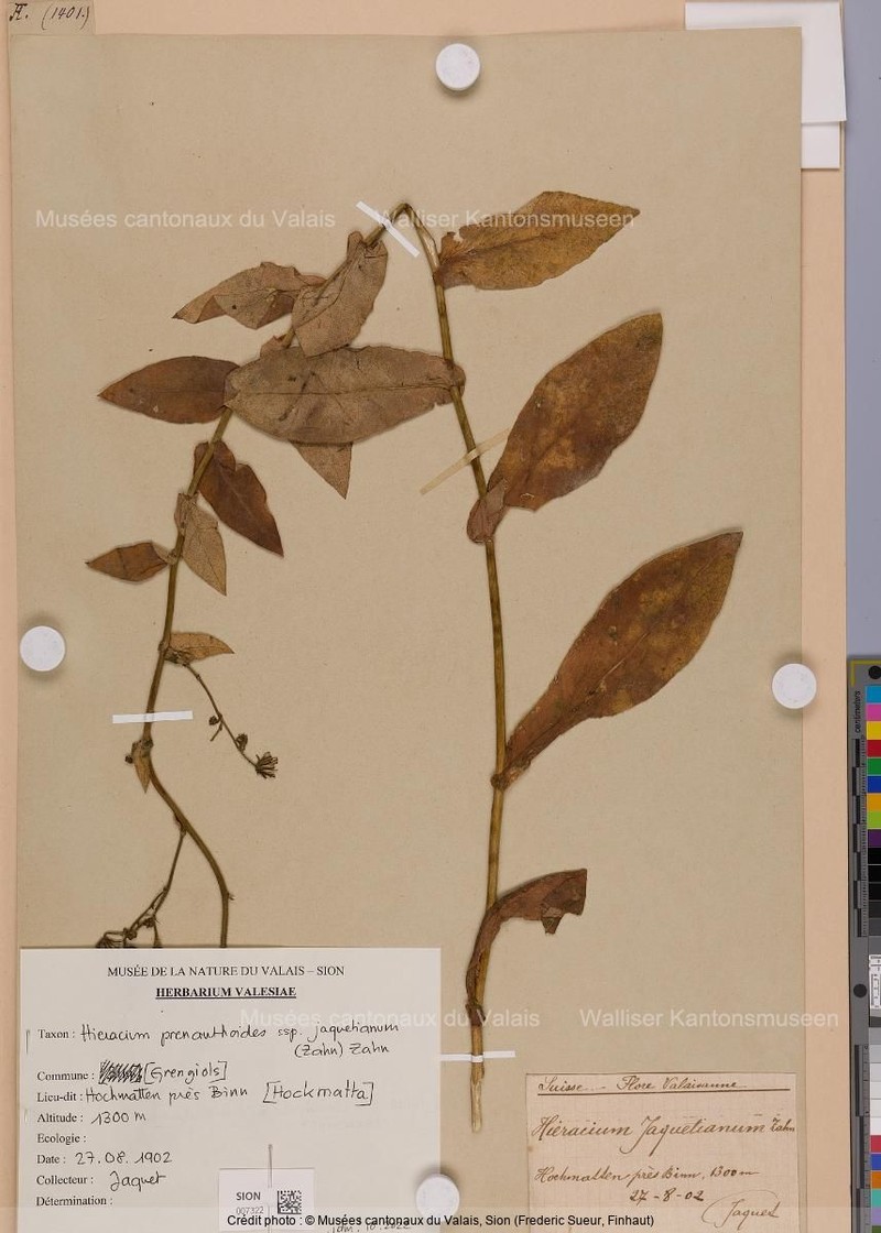 Hieracium prenanthoides subsp. jaquetianum