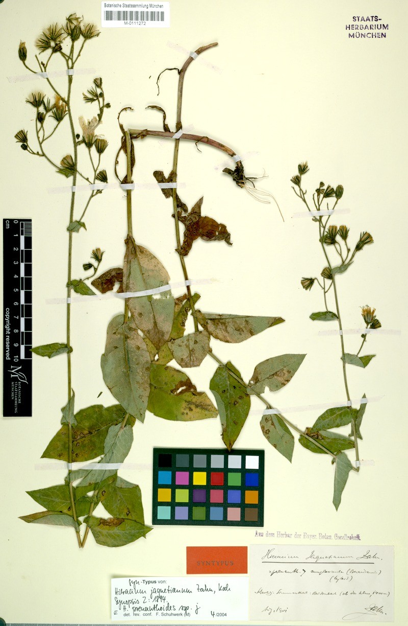 Hieracium prenanthoides subsp. jaquetianum photo 2