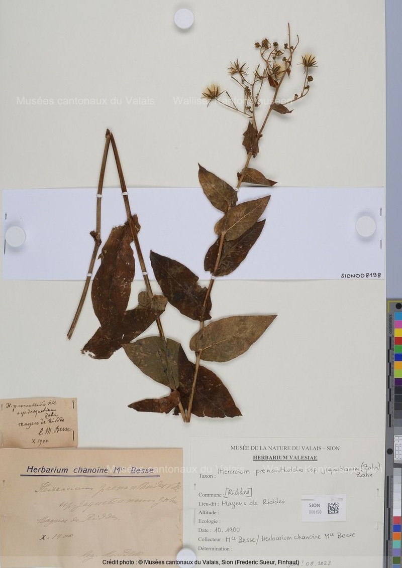 Hieracium prenanthoides subsp. jaquetianum photo 3