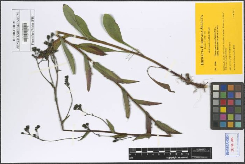 Hieracium prenanthoides subsp. lanceolatum
