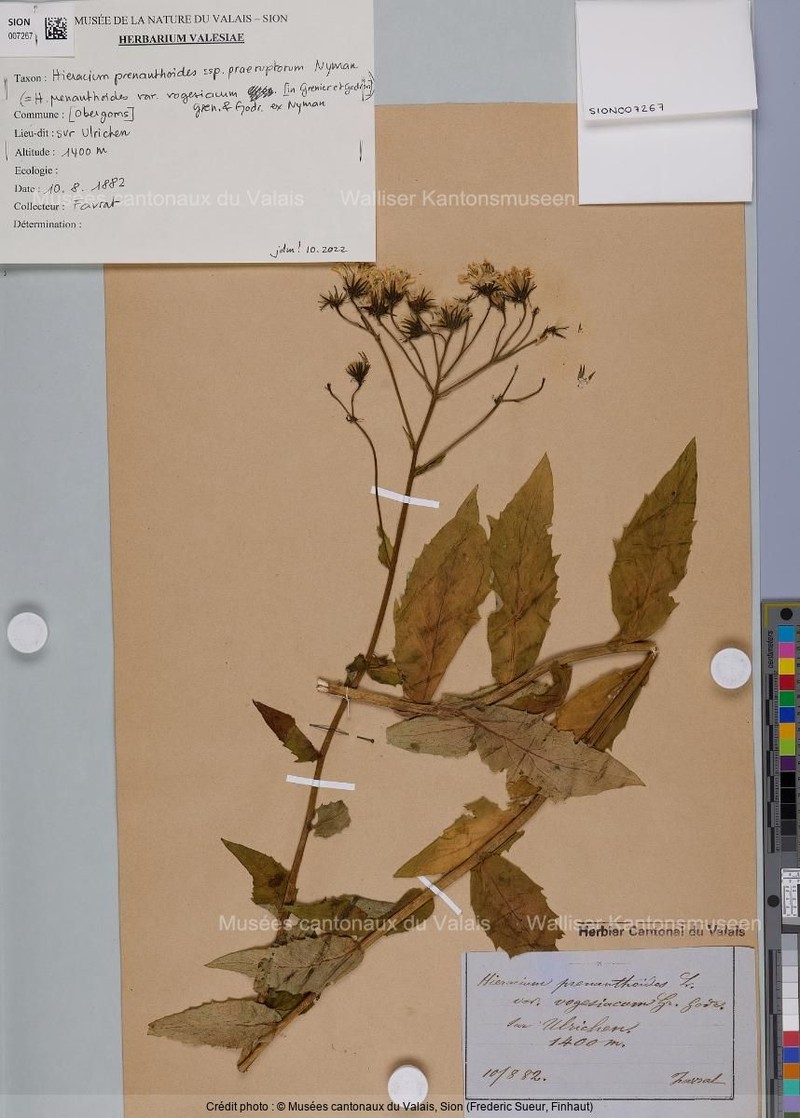 Hieracium prenanthoides subsp. praeruptorum