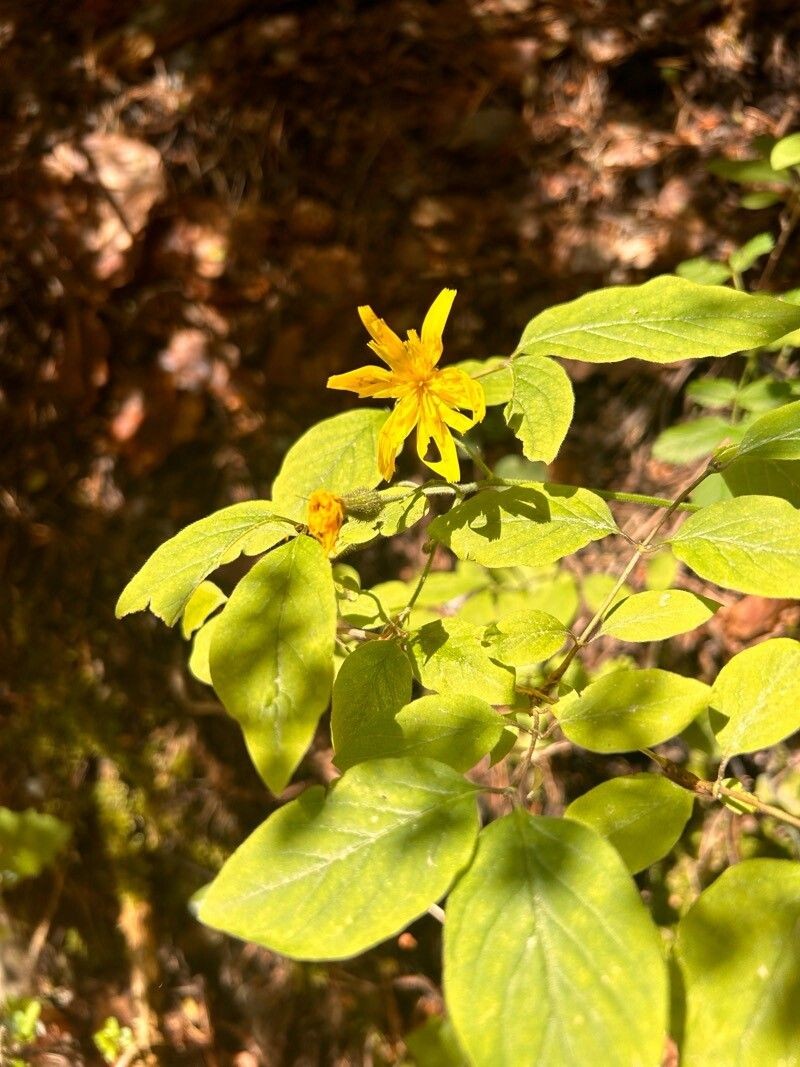 Hieracium prenanthoides subsp. prenanthoides