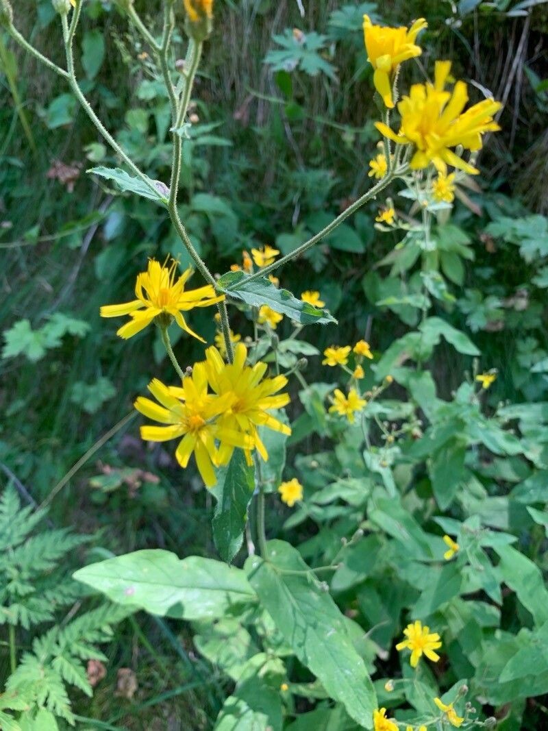 Hieracium prenanthoides subsp. prenanthoides photo 2