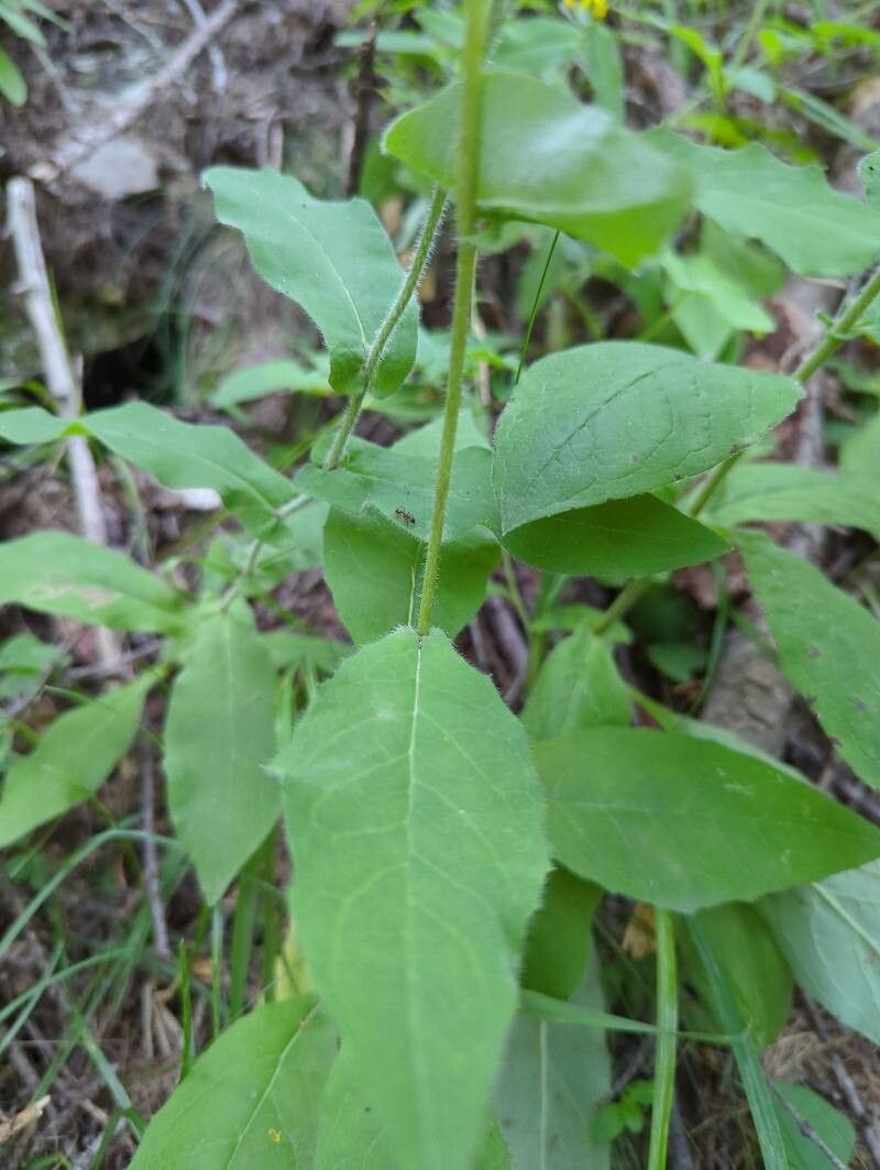 Hieracium prenanthoides subsp. prenanthoides photo 3