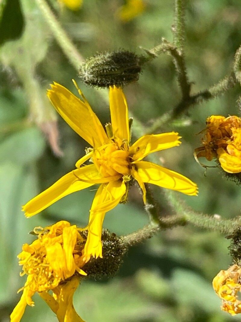 Hieracium prenanthoides subsp. prenanthoides photo 4