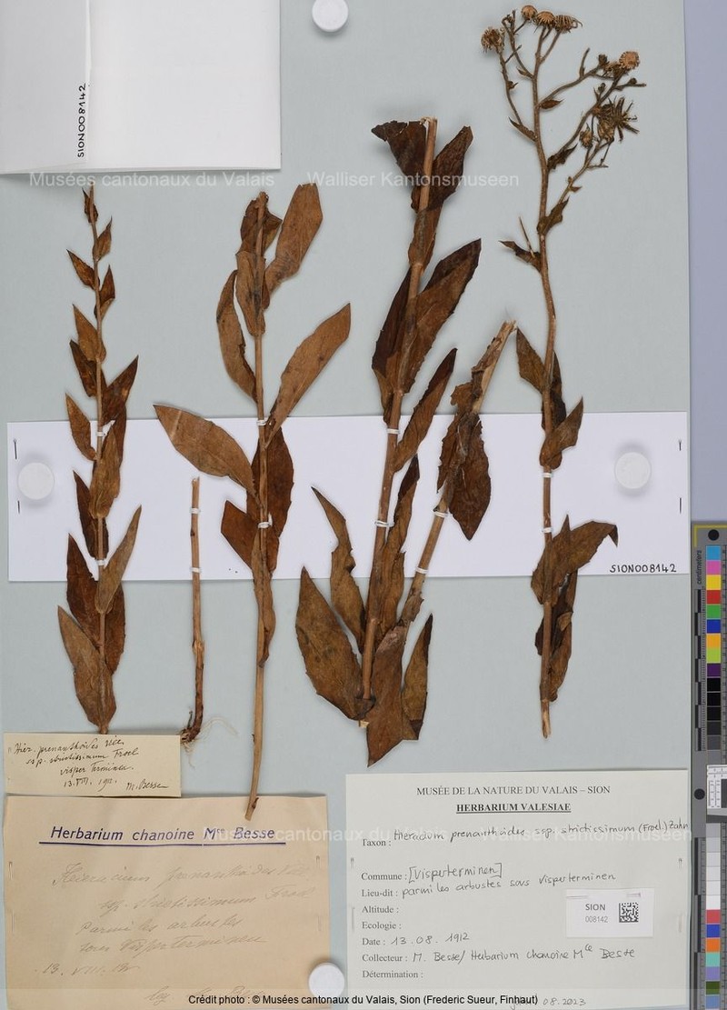 Hieracium prenanthoides subsp. strictissimum