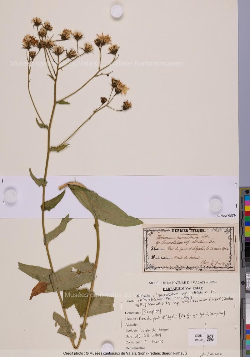 Hieracium prenanthoides subsp. strictissimum photo 2