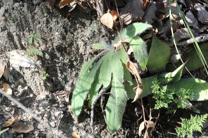 Pringle's Hawkweed