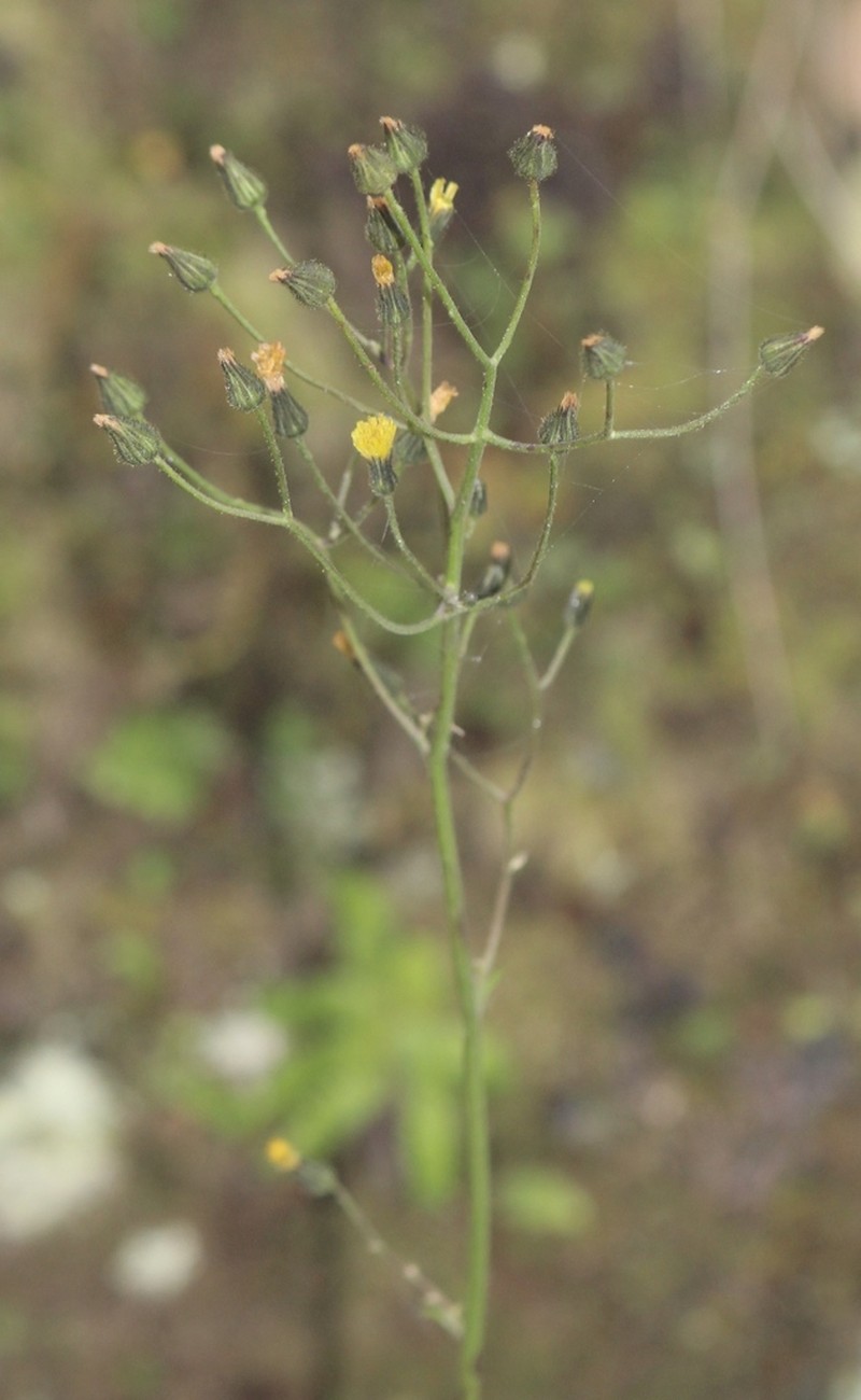 Pringle's Hawkweed photo 2