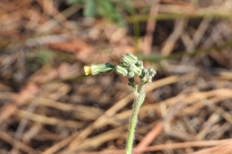 Pringle's Hawkweed photo 3