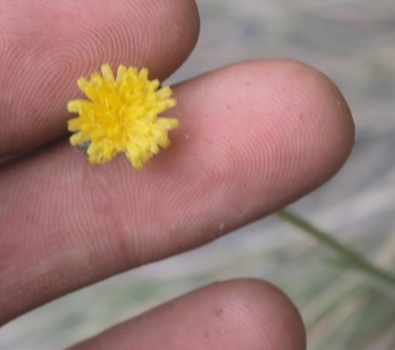 Pringle's Hawkweed photo 4