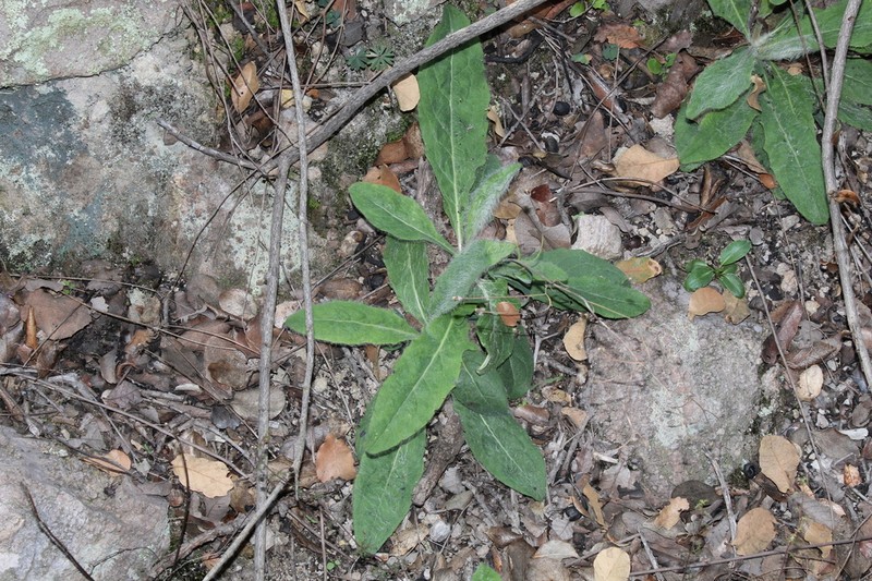Pringle's Hawkweed photo 5
