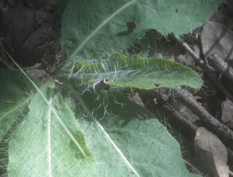 Pringle's Hawkweed photo 6