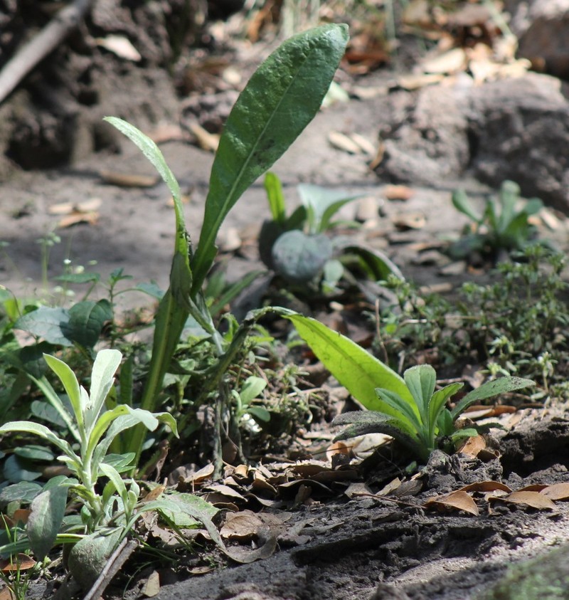 Pringle's Hawkweed photo 7