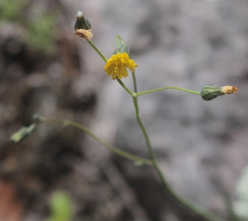 Pringle's Hawkweed photo 8