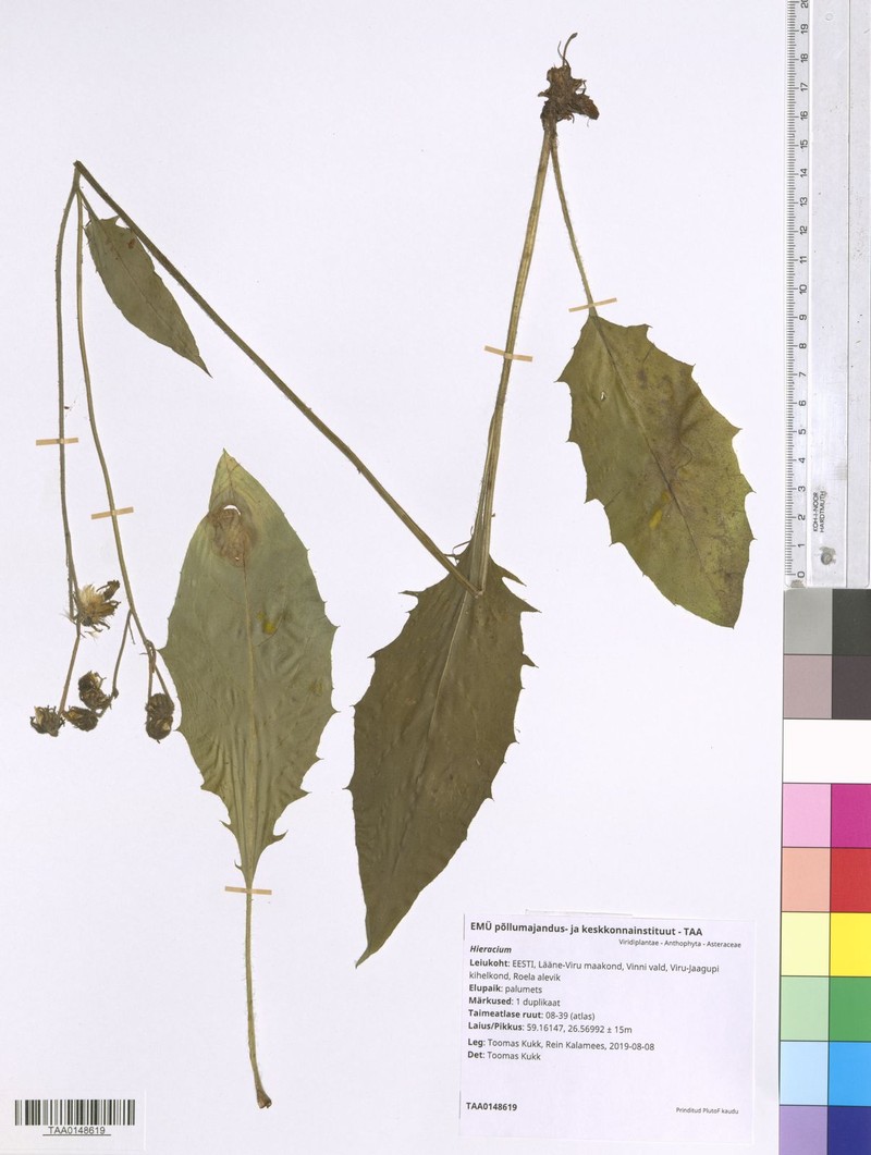 Hieracium prolatatum
