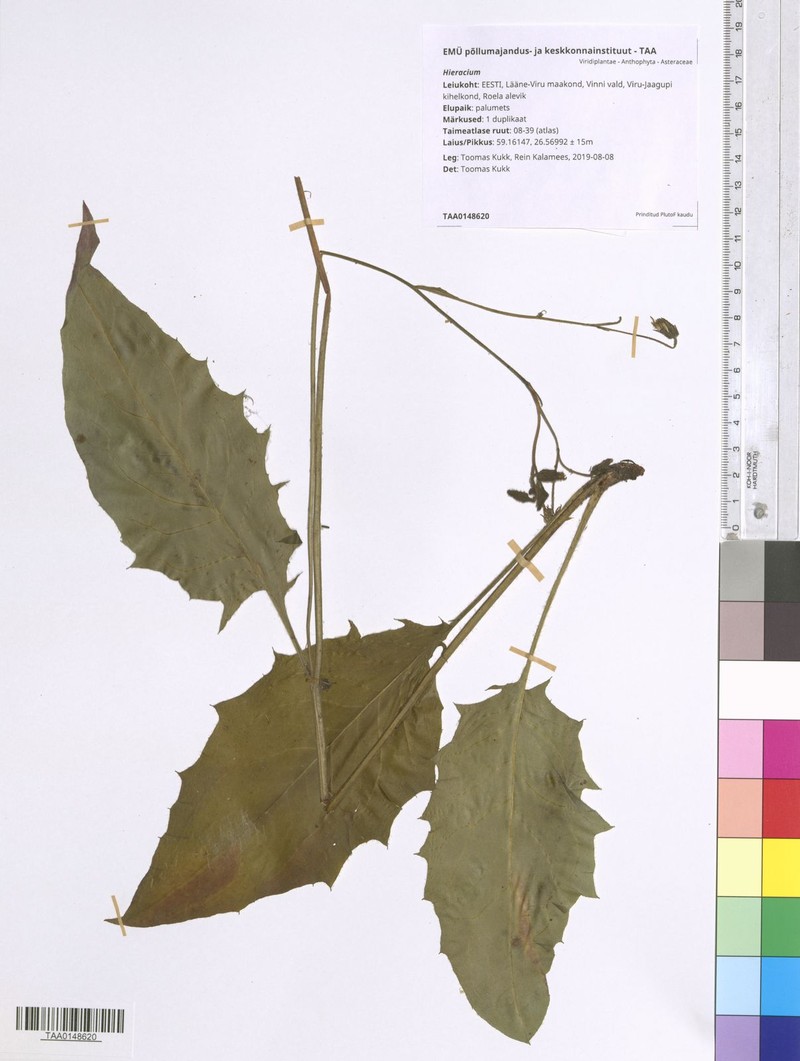 Hieracium prolatatum photo 2