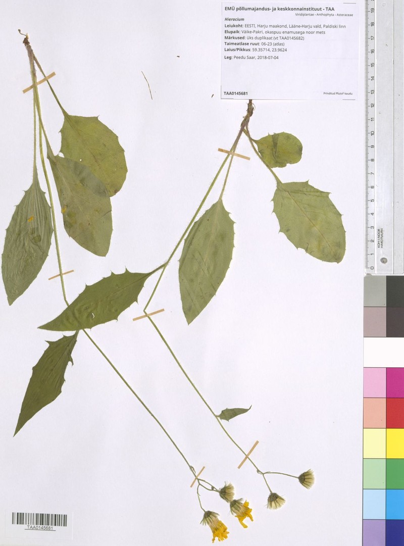 Hieracium prolatatum photo 3