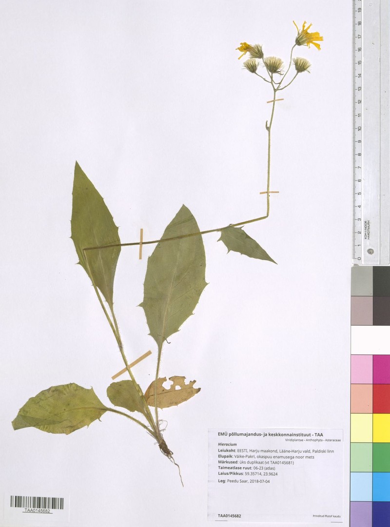Hieracium prolatatum photo 4