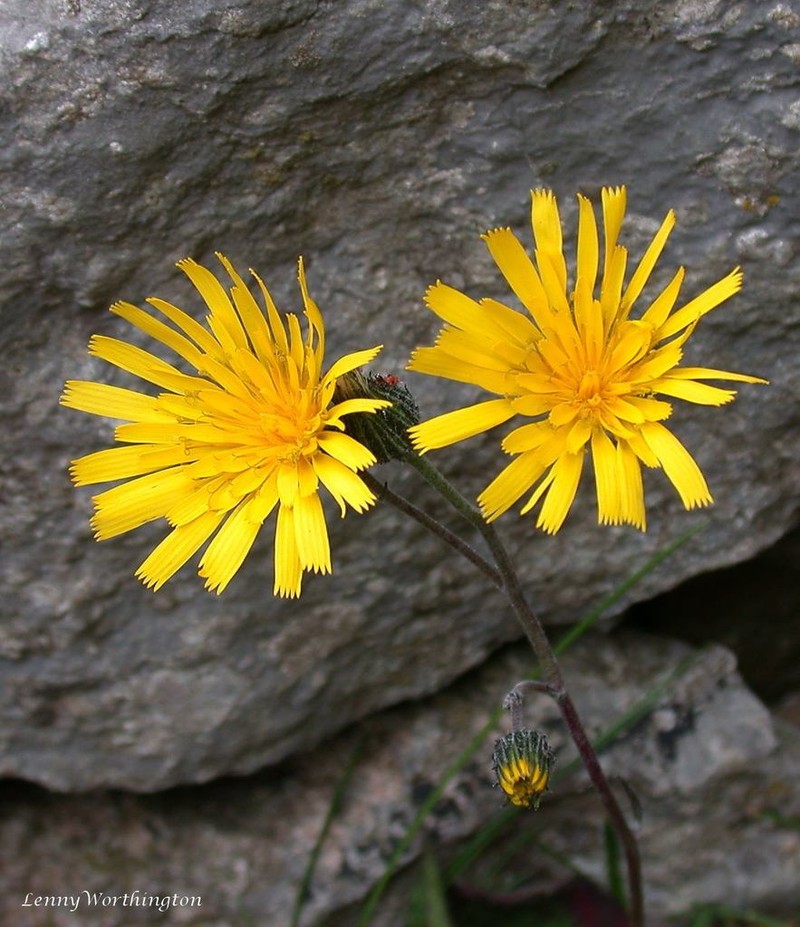 Hieracium promontoriale photo 2