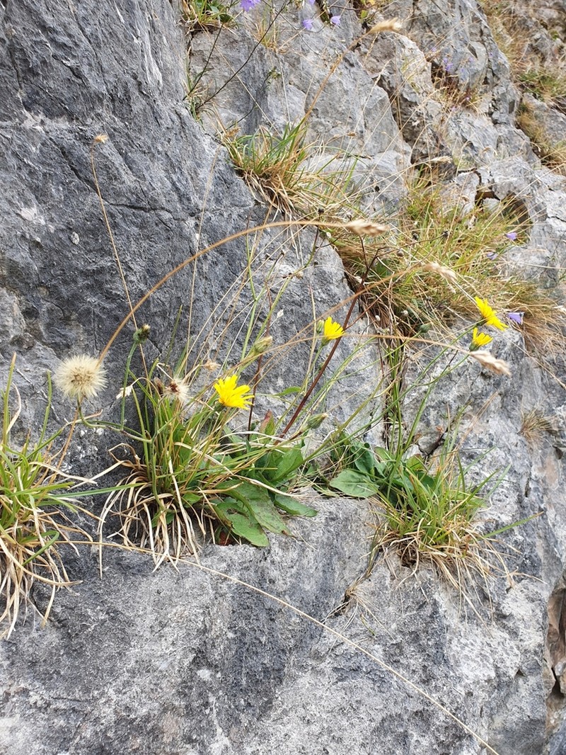 Hieracium promontoriale photo 3