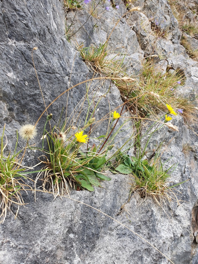 Hieracium promontoriale photo 4