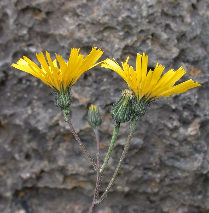 Hieracium promontoriale