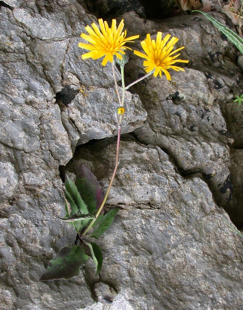 Hieracium promontoriale photo 5