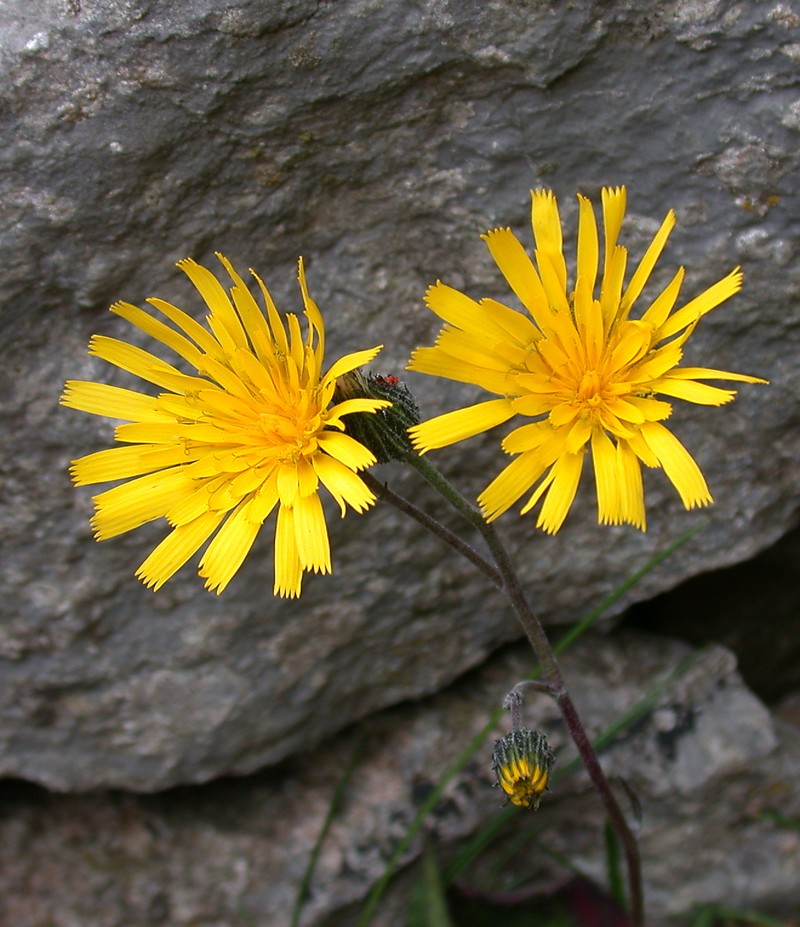 Hieracium promontoriale photo 6