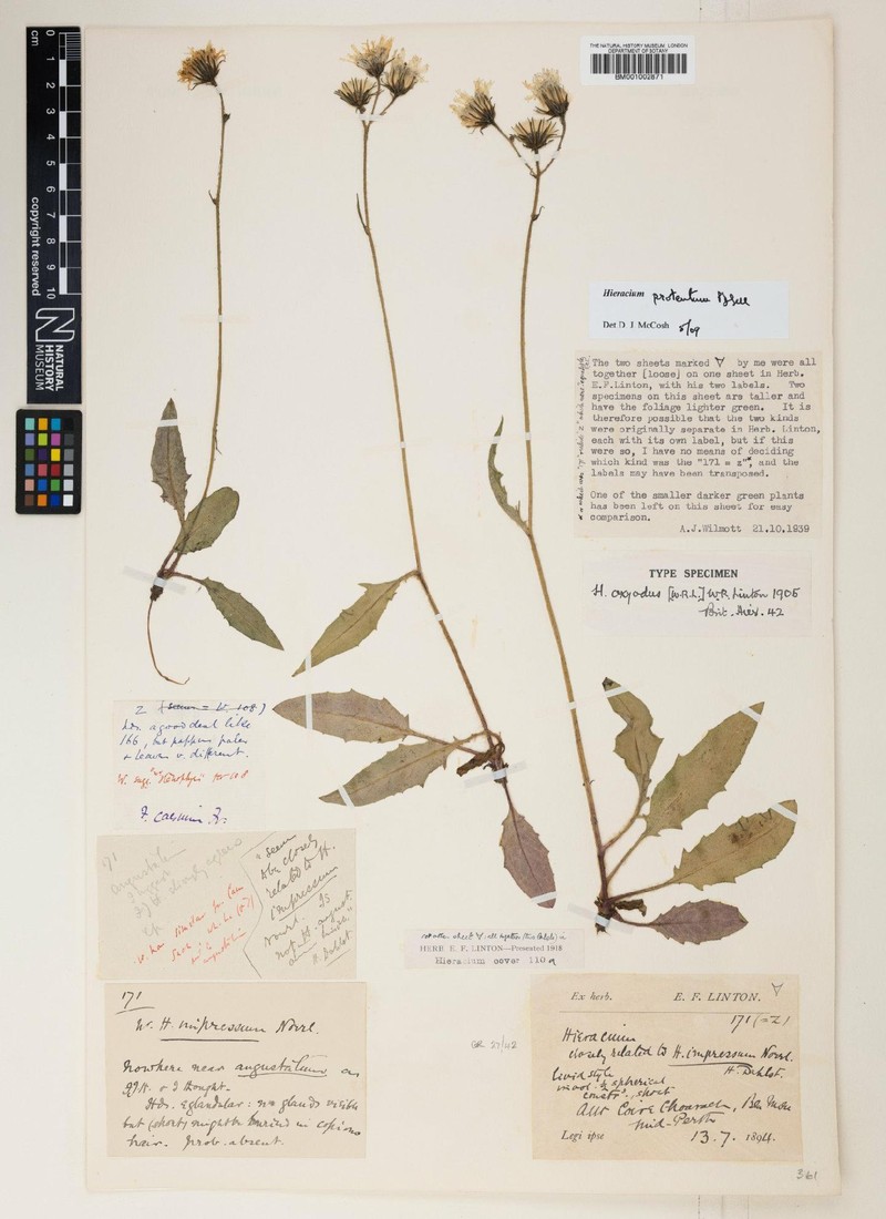 Hieracium protentum