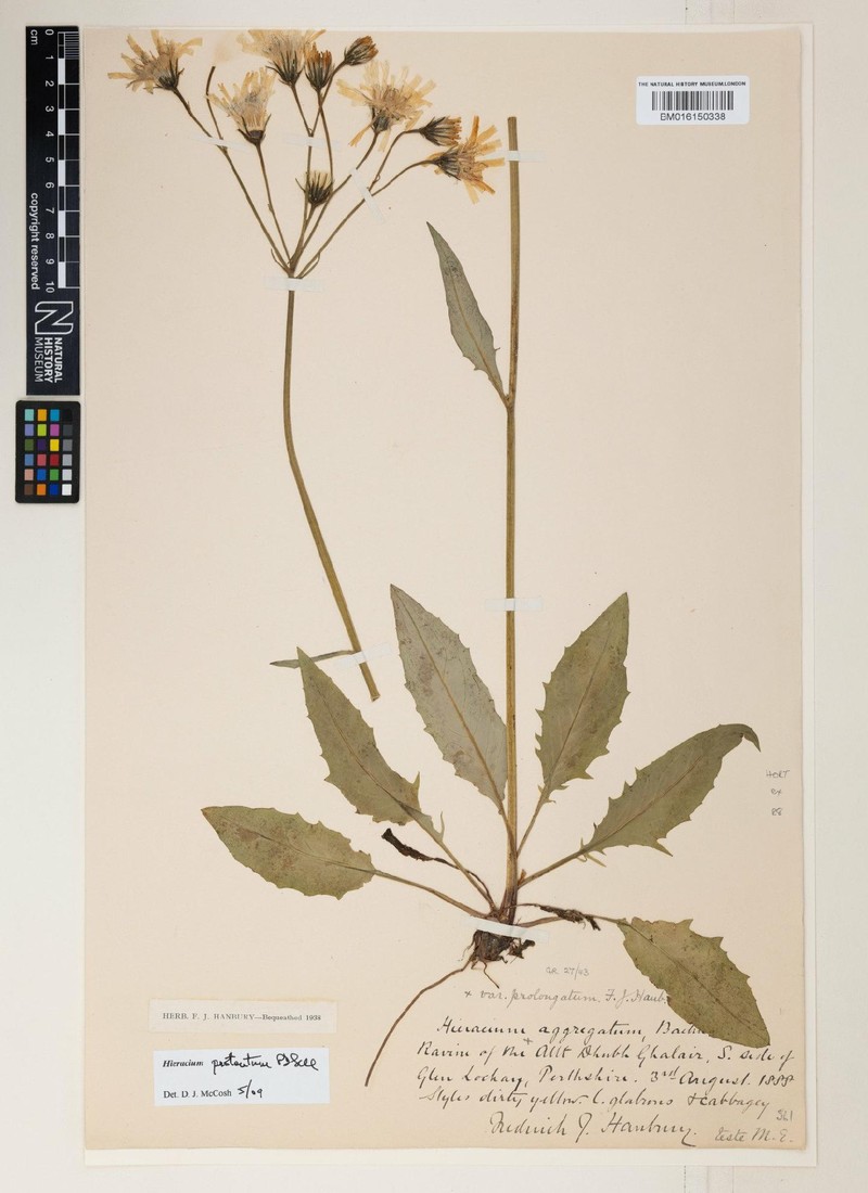 Hieracium protentum photo 2