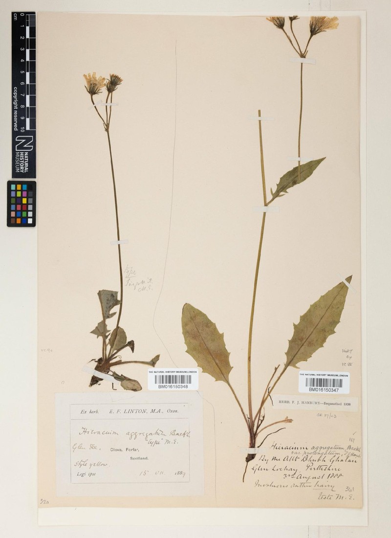 Hieracium protentum photo 3