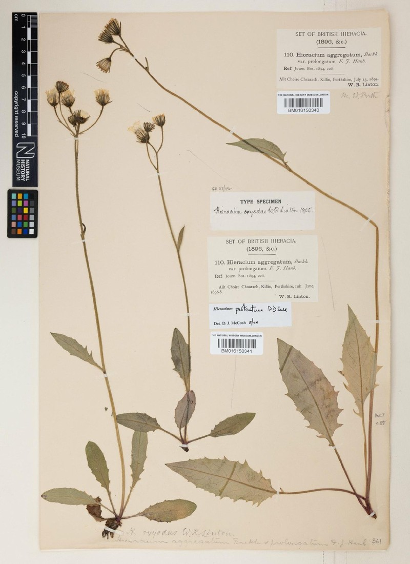 Hieracium protentum photo 4
