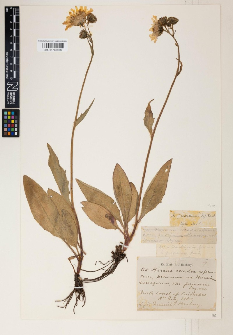 Hieracium proximum photo 2