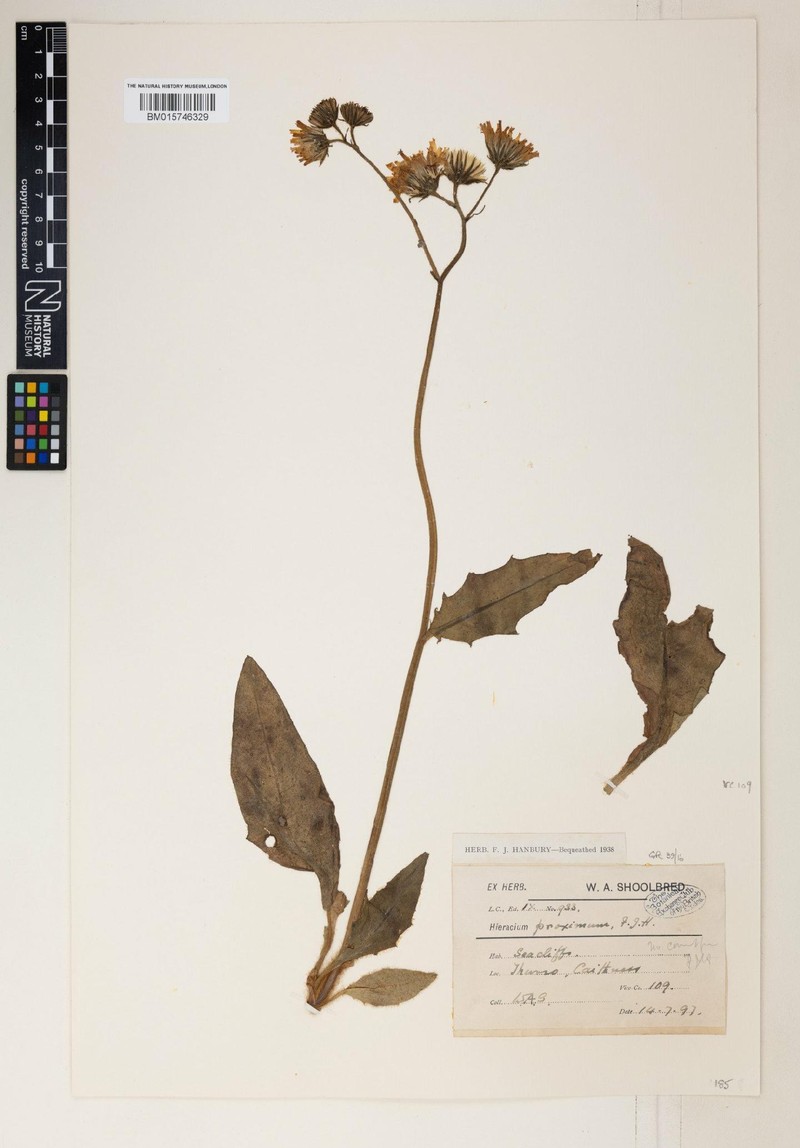 Hieracium proximum photo 3