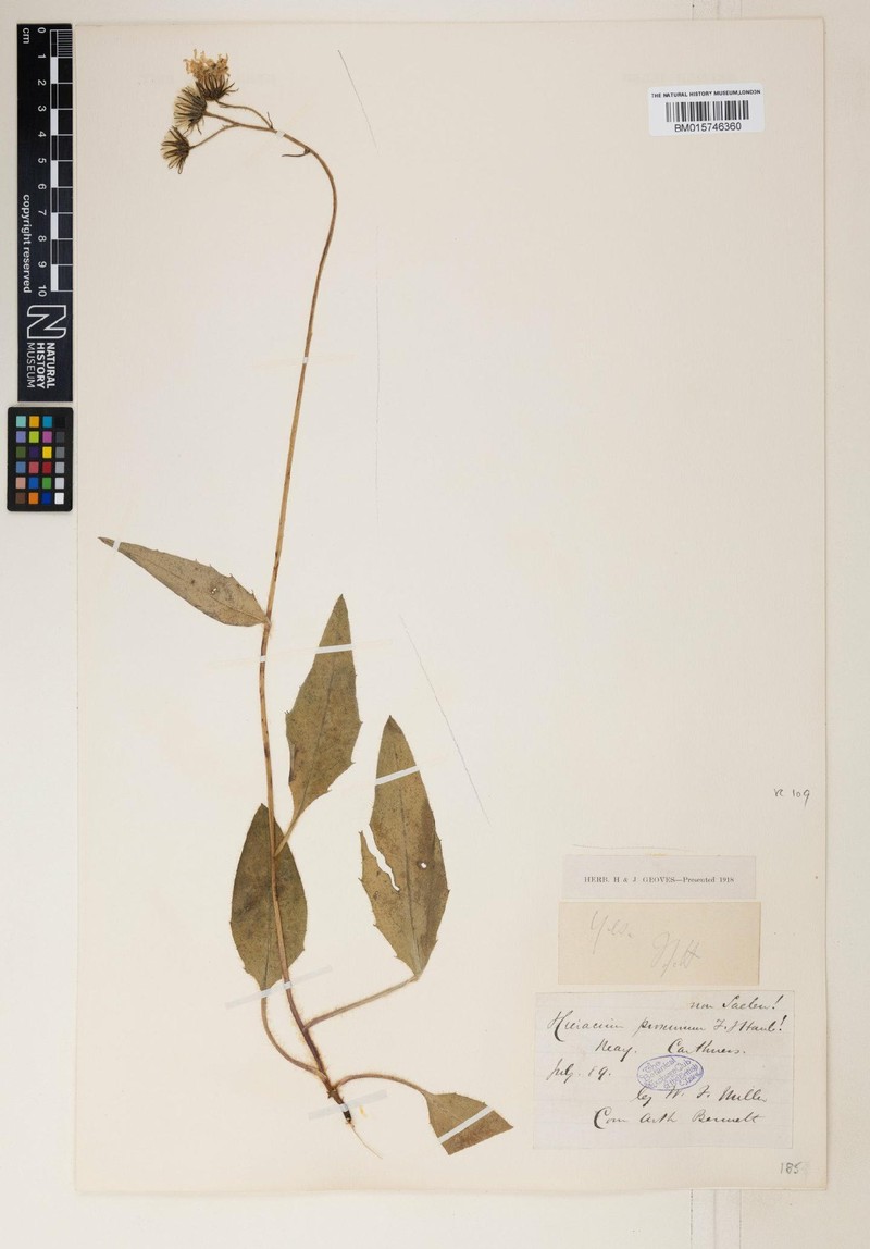 Hieracium proximum photo 4
