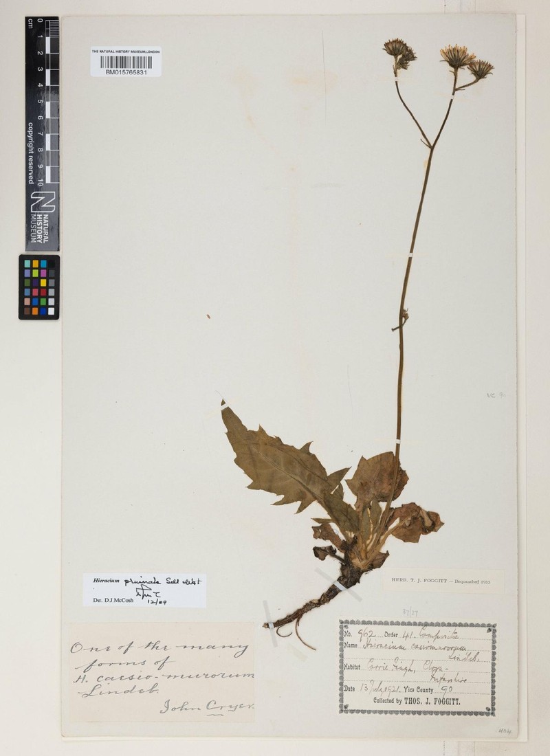 Hieracium pruinale photo 2