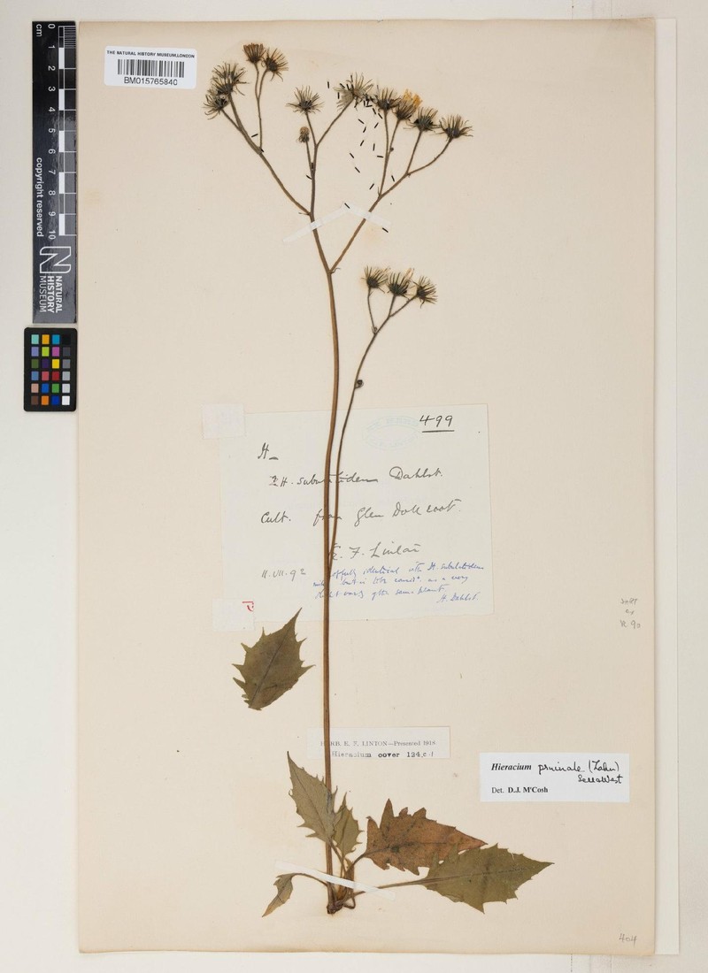 Hieracium pruinale photo 3