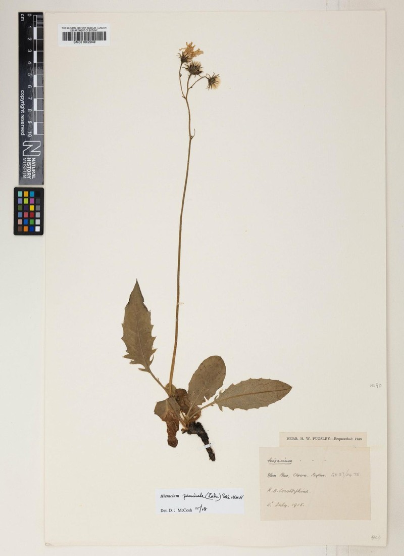 Hieracium pruinale photo 4