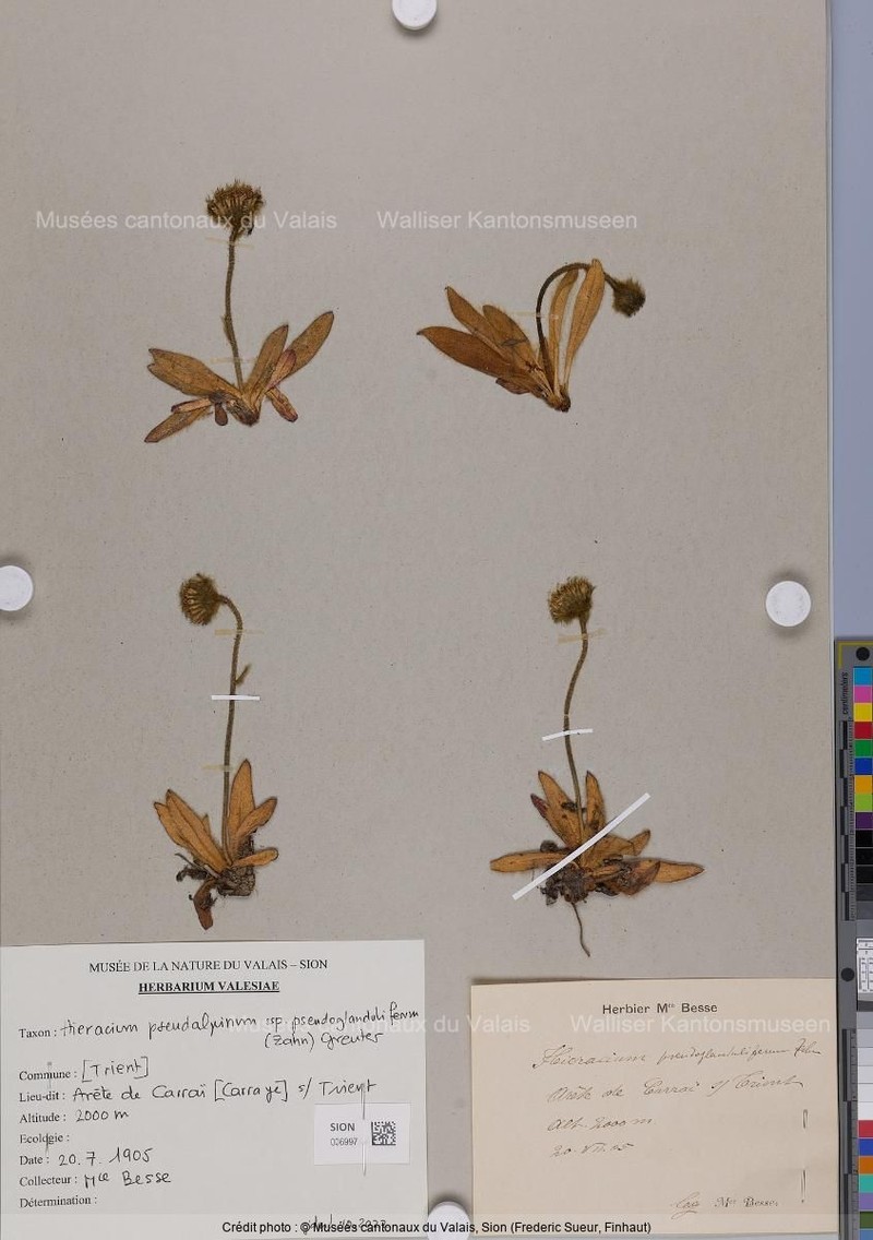Hieracium pseudalpinum subsp. pseudoglanduliferum