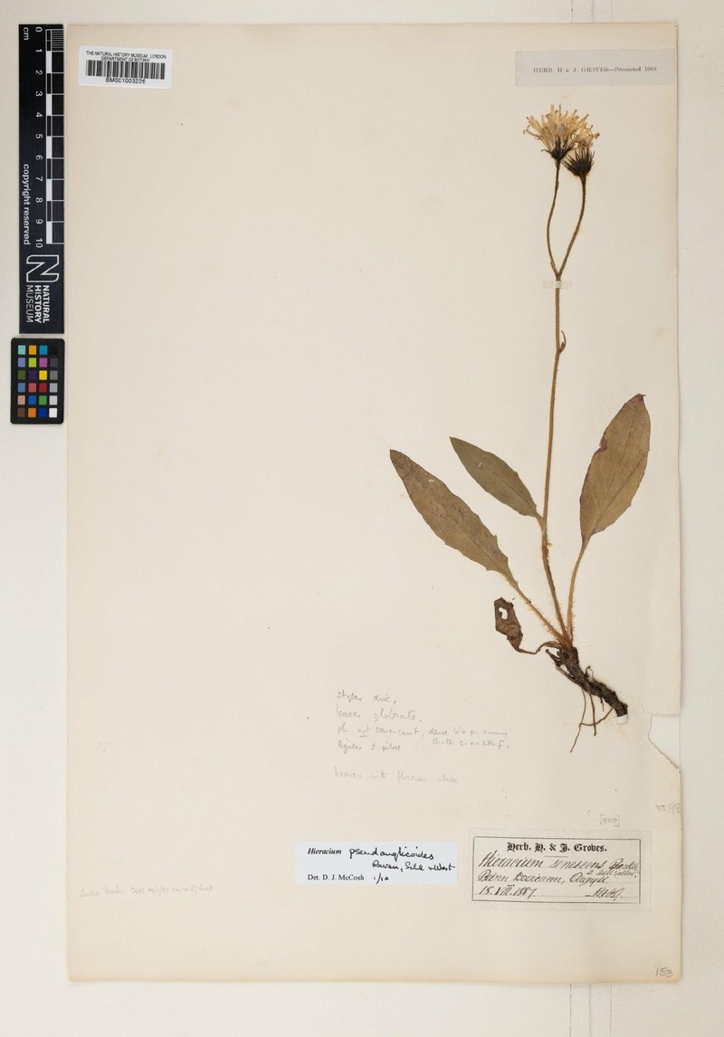 Hieracium pseudanglicoides