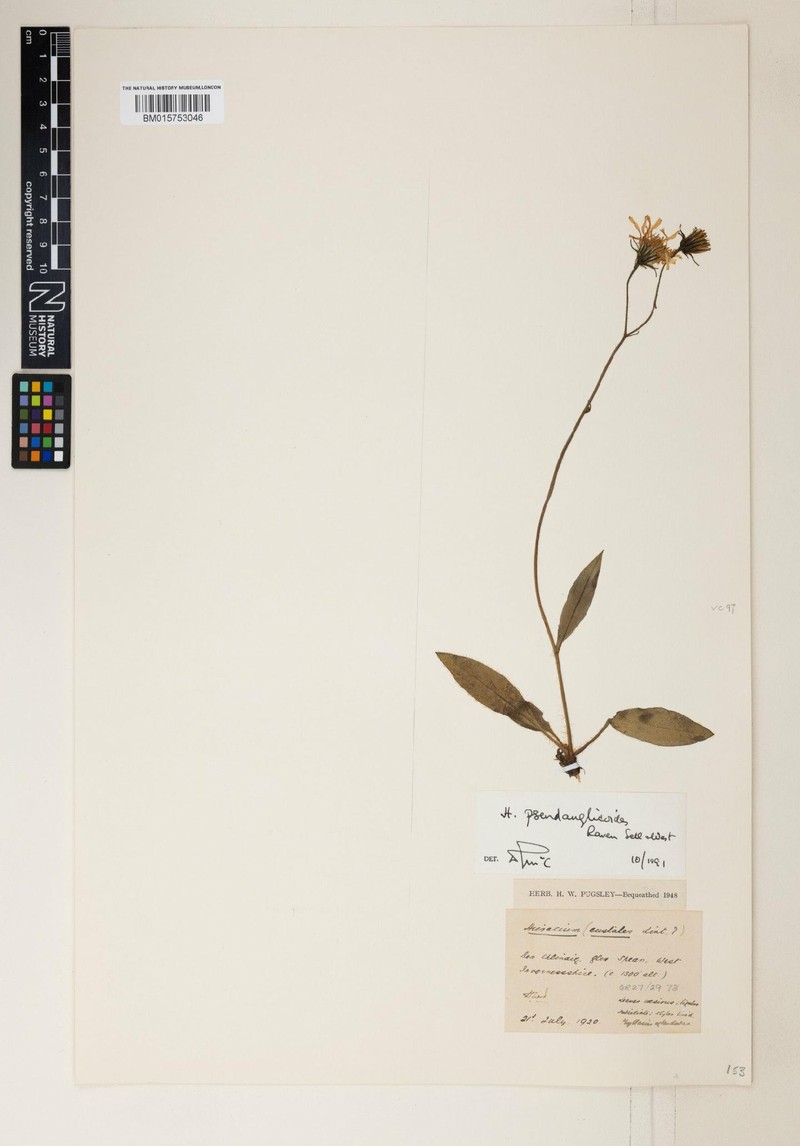 Hieracium pseudanglicoides photo 2