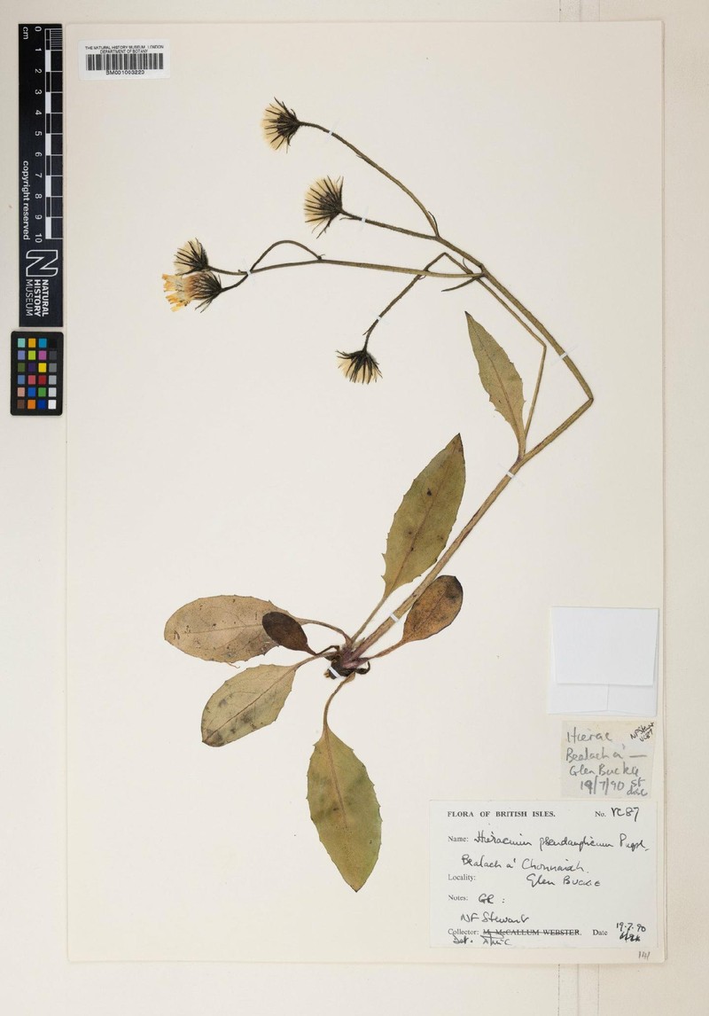 Hieracium pseudanglicum