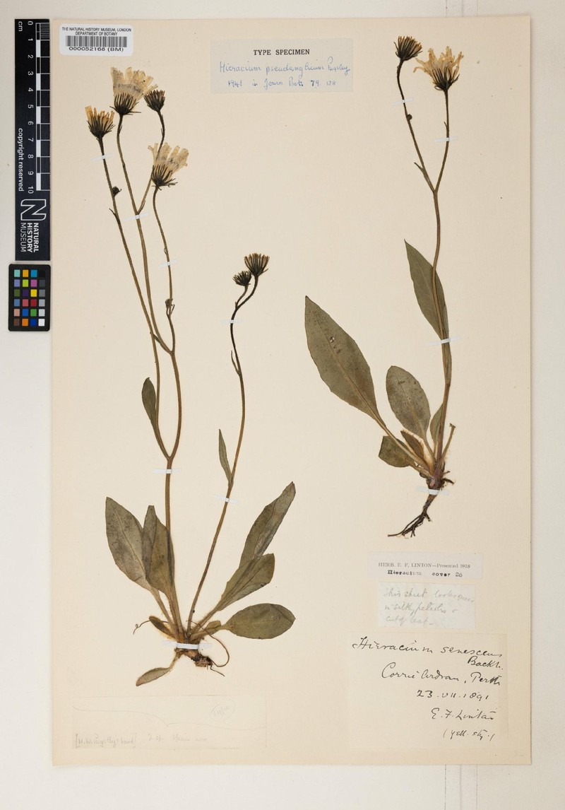 Hieracium pseudanglicum photo 2