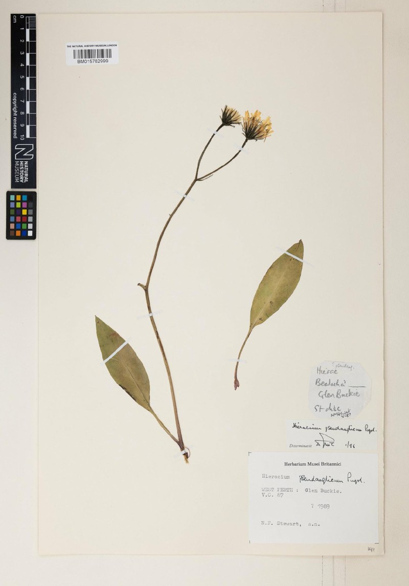 Hieracium pseudanglicum photo 3